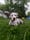 Toby