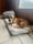 Hachi