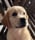 Lucy