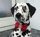 Pongo