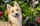 Rayne