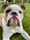 Bruschi