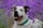 Snoopy