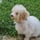 Adelle