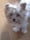Roxie