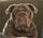 Mack
