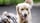 Mylo