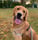 Sullivan (Sully)
