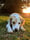 Finley