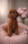 Toypoodle Nederland