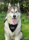 Meko