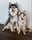 Mylo