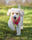 Labradoodlemystique