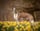 Echothewhippet