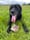 _buster_the_black_lab