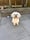 Luckyapso