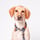 Fritz_from_greece