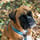 Boxer.Bolles