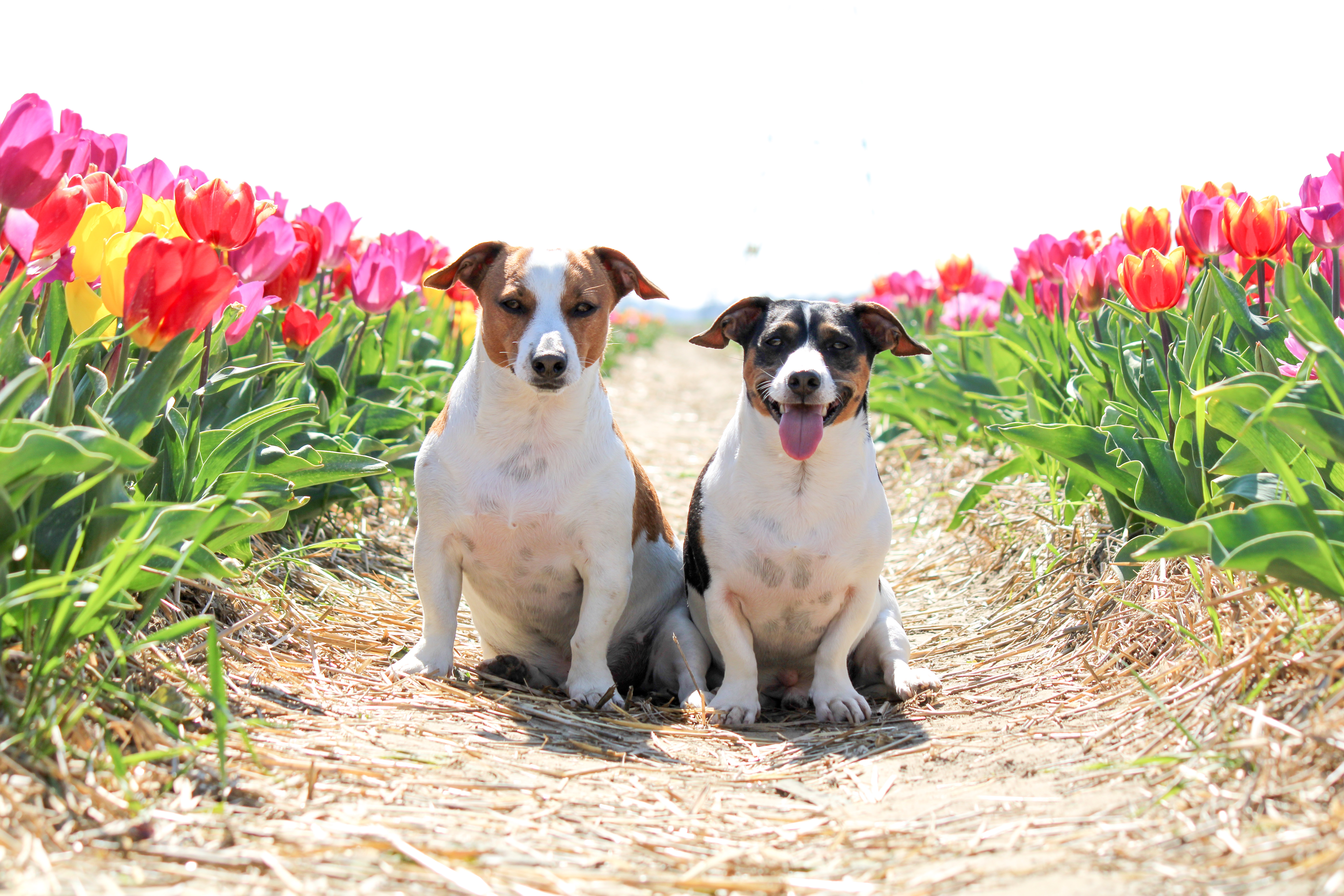 Jackrussel.max_spike