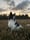 sheepdog.milow