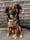 Skye.koning
