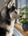Kyan.the.husky
