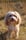maltipoo_dog_buddy