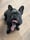 kemba_the_frenchie