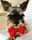 beastie_bentley