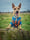 adventureswithfenton