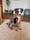 miniaussiemylo