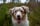 The_underdog_otis
