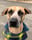 kona_k9_pup