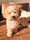 Maltipoo_Flor