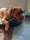 Siebe.and.ziva