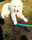 milo_the_great_pyrenees_