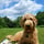 baxter.goldendoodle.malone