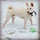 Ghost.theshibainu