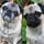 allpuggedout