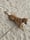 Loki_the_rescuedog19