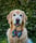 rosebudgoldengirl