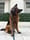 Apollo_germanshepherd