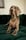 sookietheweim_meets_piper