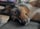 Lizzy_aussie_the_appenzeller