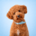 koda.the.poodle