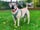 boerboelmystique