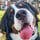 milou_the_berner