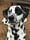 jax.the.dalmatian