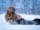 teddythenewfie_swe_