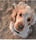 Boomerthecockerspaniel